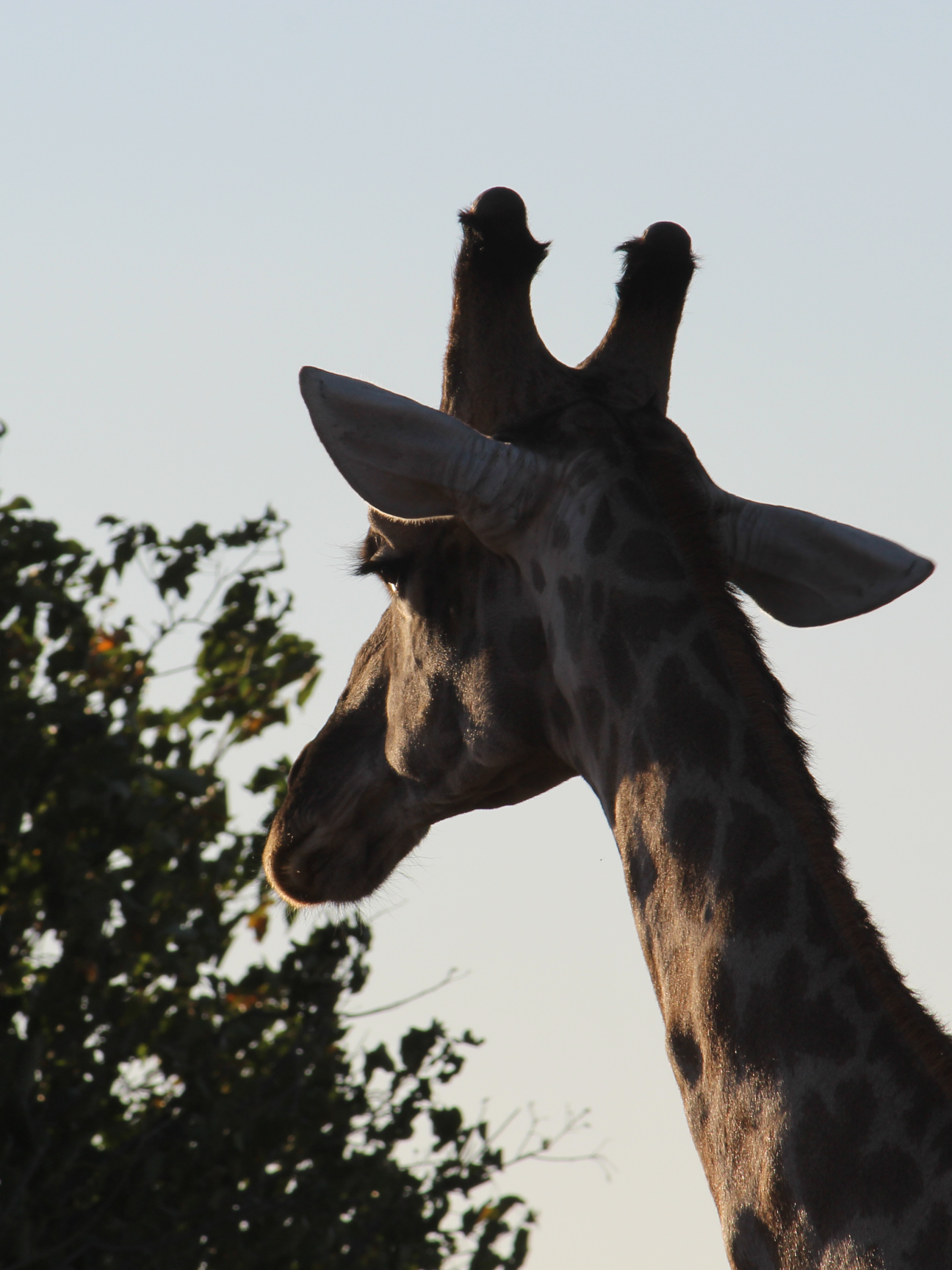 IMG_9877 - Copie - Copie